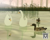MayeDucks&Water Birds