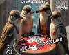 Sparrows
