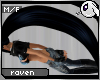 ~Dc) Raven Head Tail