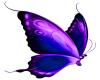 Butterfly purple - Blue