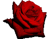 Rose larger