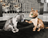 Naughty Kittens♥