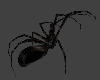 [bu]Spider