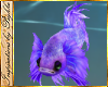 I~Angel Fish*Purple