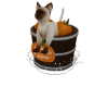 Halloween cat