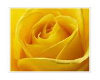 yellowroseromantic