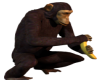 Chimp with Banana