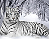 Framed White Tiger Pic