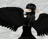 Dark Wings  Black