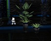 (S)BD Plants  set