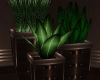 (IL)Brown Luxury.Plants1