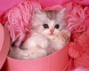 pretty kittin