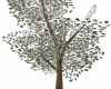 SpareMoney-Tree-animated