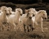 Sepia Horses