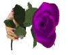 -CZ- Purple Rose