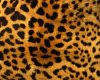 wild cat chair leopard
