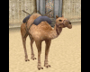 camel 2