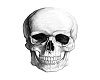 Skull 1 Background M