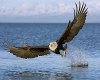 Breathtaking eagle