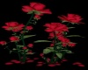 BSD~Roses W/Poses