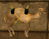 Egyptian Camel Ani