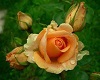 Yellow Rose Picture 