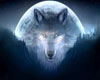 Wolf Poster 4