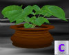 Terra Cotta Pot Plant