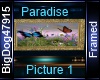 [BD] Paradise Picture