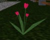 hot pink tulips