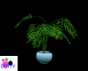 serenity potted palm