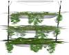 3 hanging plants