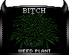 !B Hit That Weed Plant