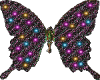 HW: *8 Butterfly