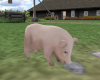 (S)Baby farm pig w ps