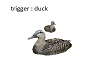lake ducks 1 w. trigger