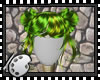 (*A) Lisbeth 2C GY