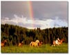 Rainbow over horses