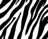 Couture Zebra Duo
