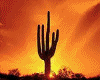 Desert Cactus Saguaro