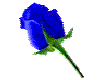 Blue Rose - DI
