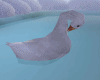 Swimming White Goose