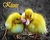 Duckie Kisses Tee~ Fem