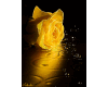 Yellow Rose