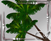 Deriv.Palm Tree