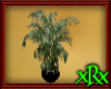 Blk/Gold Palm Tree Plant