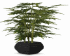 MJ1P: Plant in Black Pot
