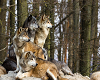 Wolf #7