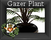 ~QI~ Gazer Plant