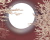 Moon Stars Cloud Addon